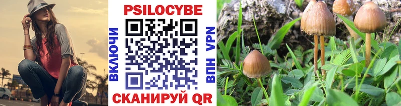 kraken tor  Вышний Волочёк  Галлюциногенные грибы Psilocybe 